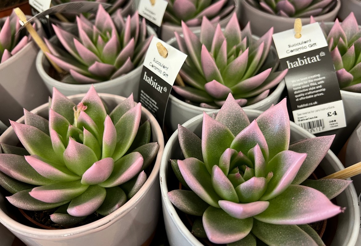 The horrors of painted plants