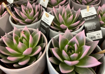 The horrors of painted plants