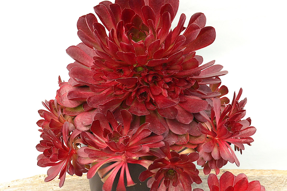 Worlds first interspecies succulent to be revealed