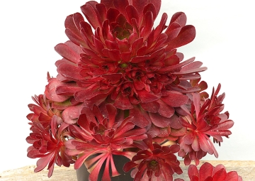 Worlds first interspecies succulent to be revealed