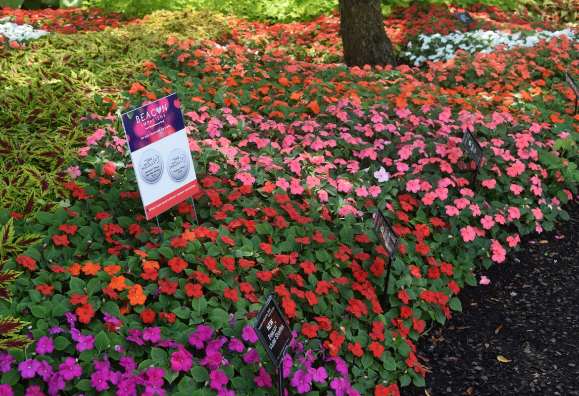 Beacon Impatiens at GRAMMY Awards