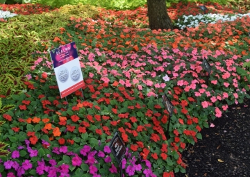 Beacon Impatiens at GRAMMY Awards