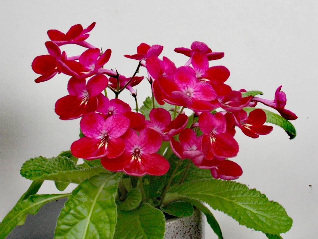 streptocarpus-holly