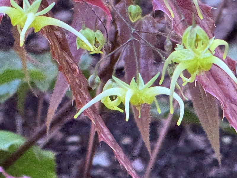 img_5682-john-masseys-gdn