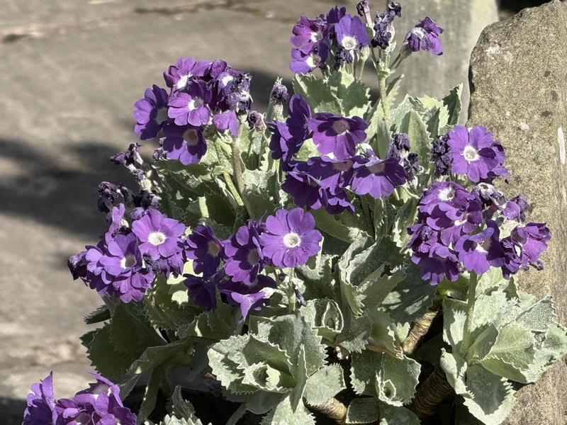 img_5862-john-masseys-gdn