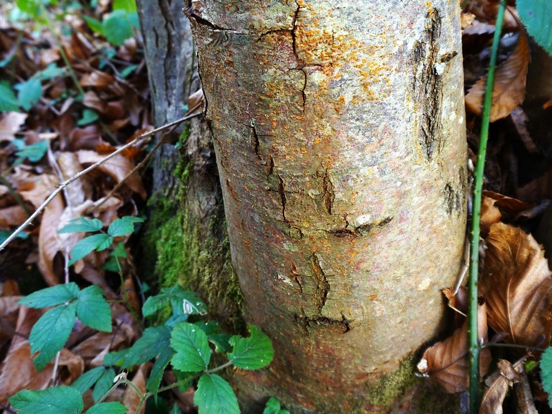 picture-forest-research-crown-copyright-scb-1