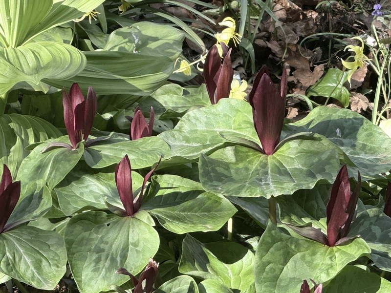 img_5781-john-masseys-gdn