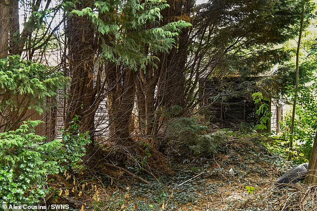 65ft XCupressocyparis leylandi blocks out neighbours sunlight for years