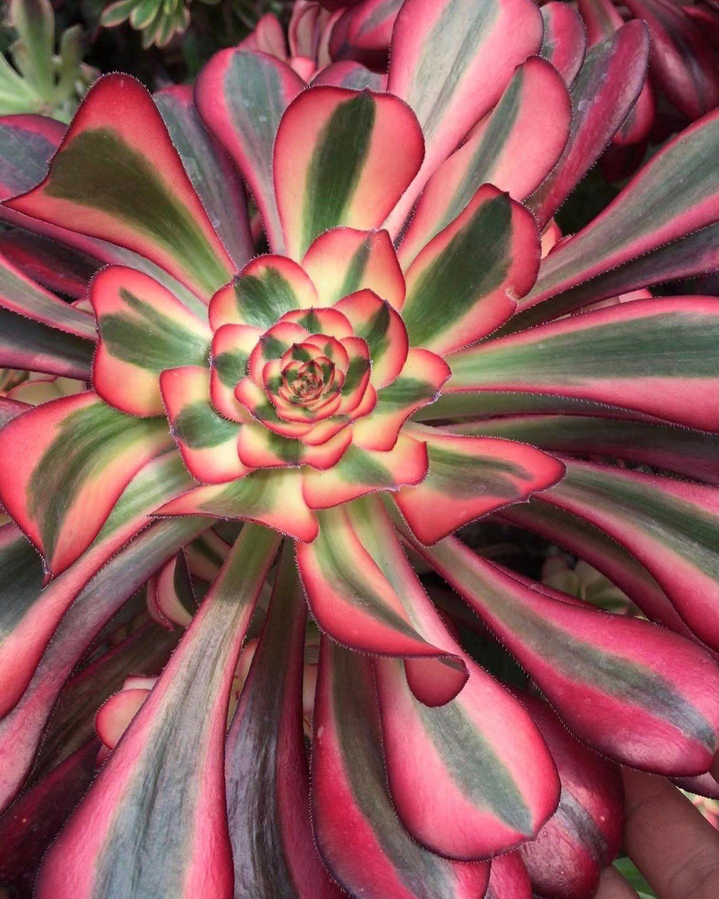 Aeonium 'Chanel' aka 'Cornish Rose Variegated' (C) bestaeonium.com Image