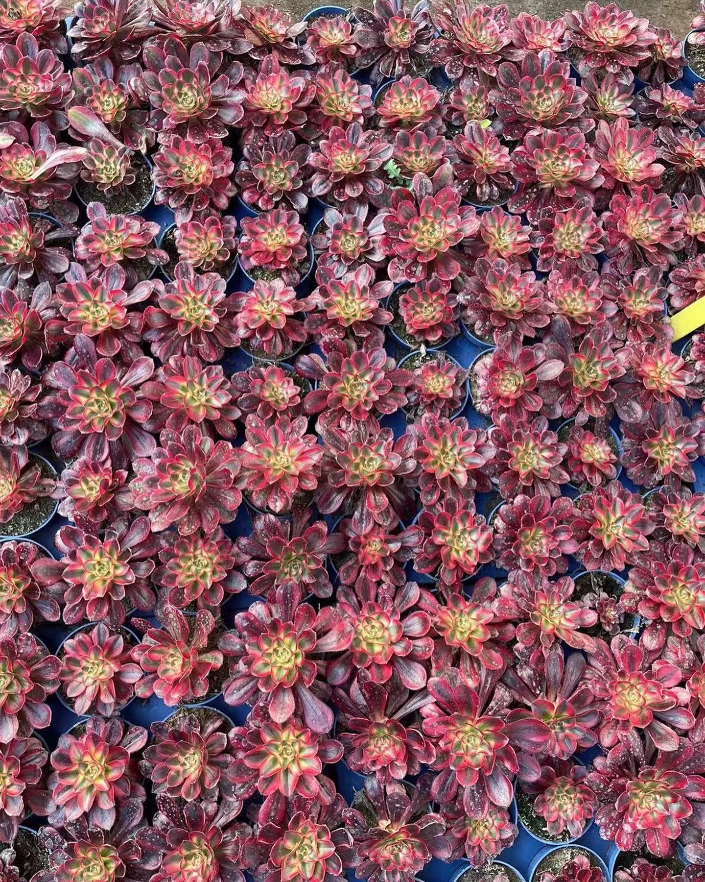 Aeonium 'Chanel' aka 'Cornish Rose Variegated' (C) bestaeonium.com Image