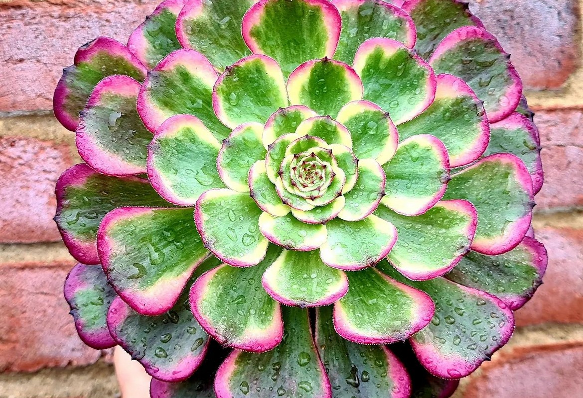 Aeonium 'Chanel' aka A. Cornish Rose Variegated' (C) bestaeonium.com Image