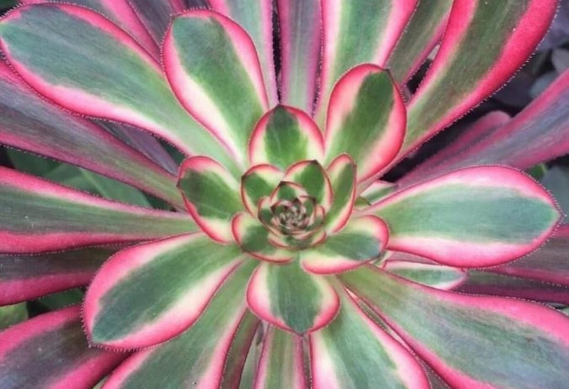 Aeonium 'Chanel' aka 'Cornish Rose Variegated' (C) bestaeonium.com Image