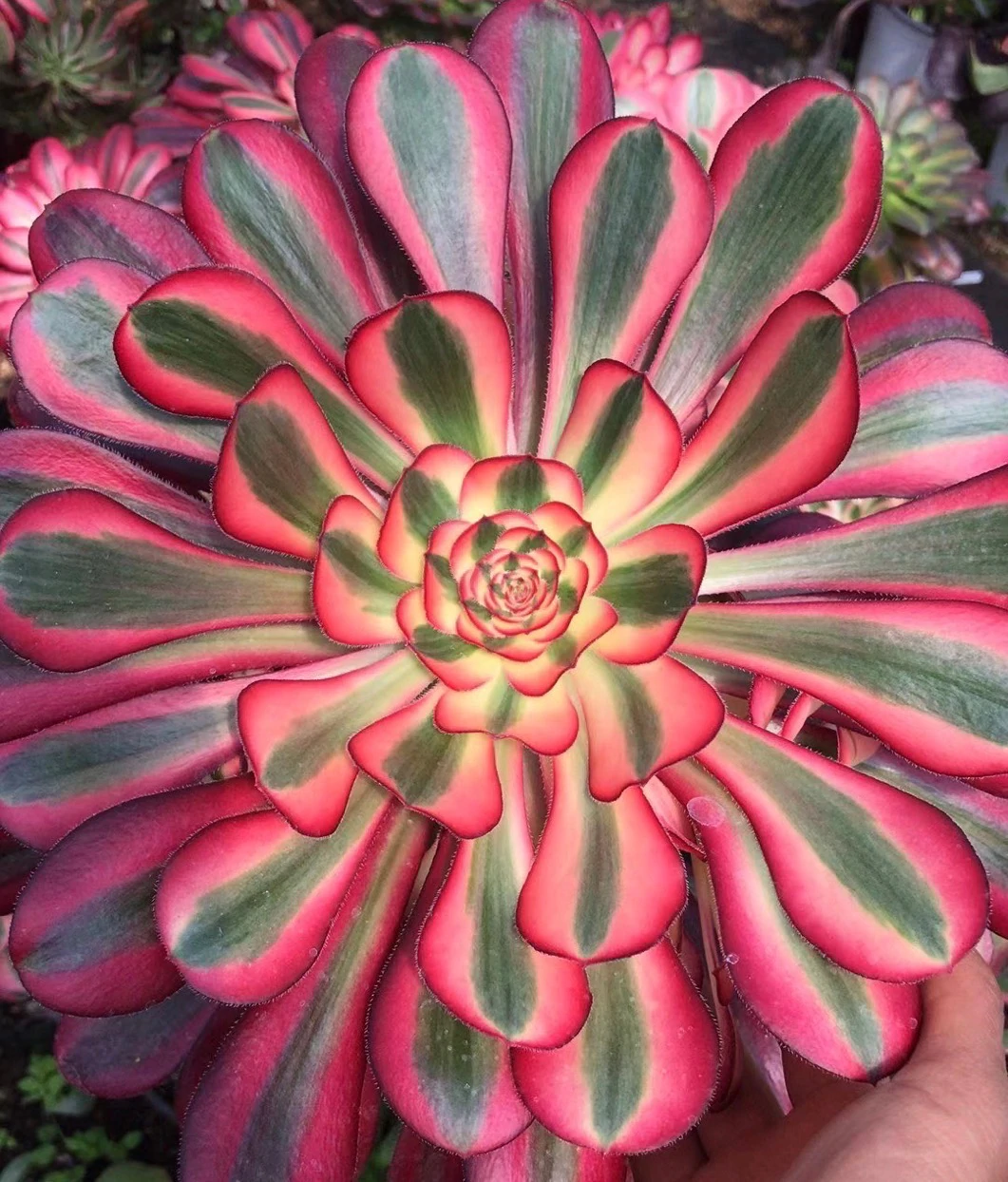 Aeonium 'Chanel' aka 'Cornish Rose Variegated'(C) bestaeonium.com Image