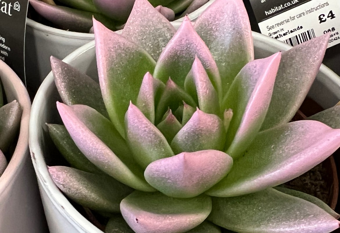 IMG 6920 Echeveria painted 2