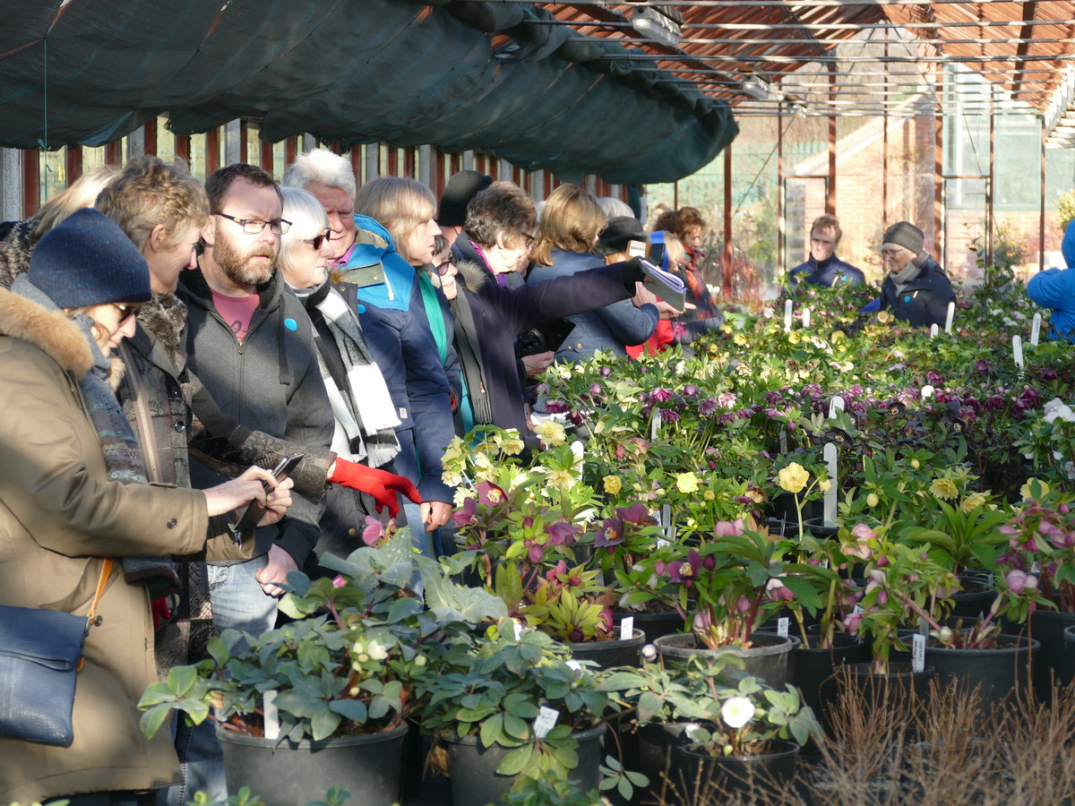 List of Helleborus Breeders and Growers