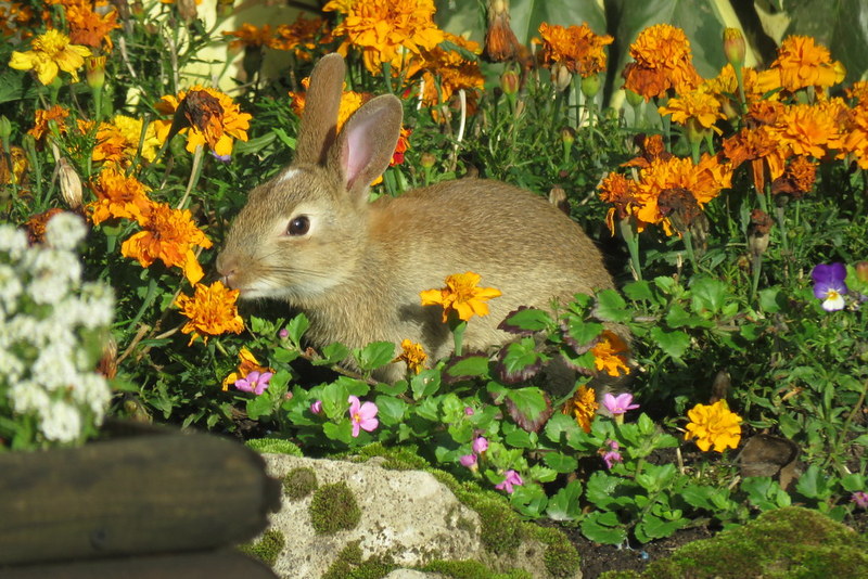 Rabbits and Rabbit Proof Plants
