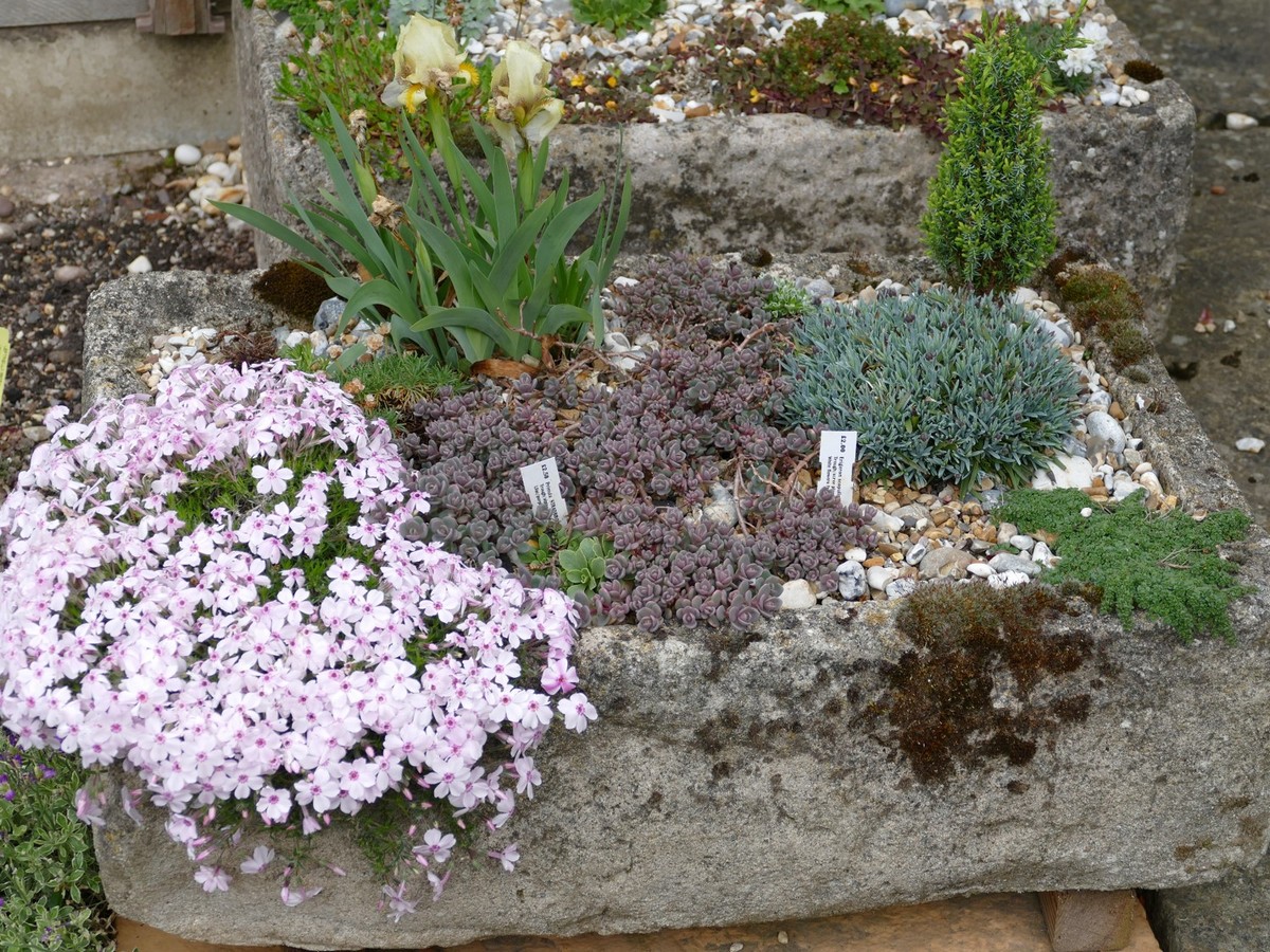 Alpines in troughs and sinks