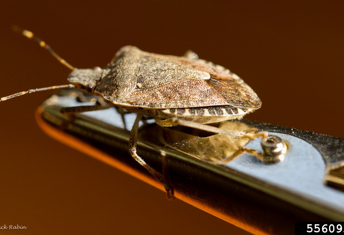 Brown Marmorated Stink Bug  In The Uk