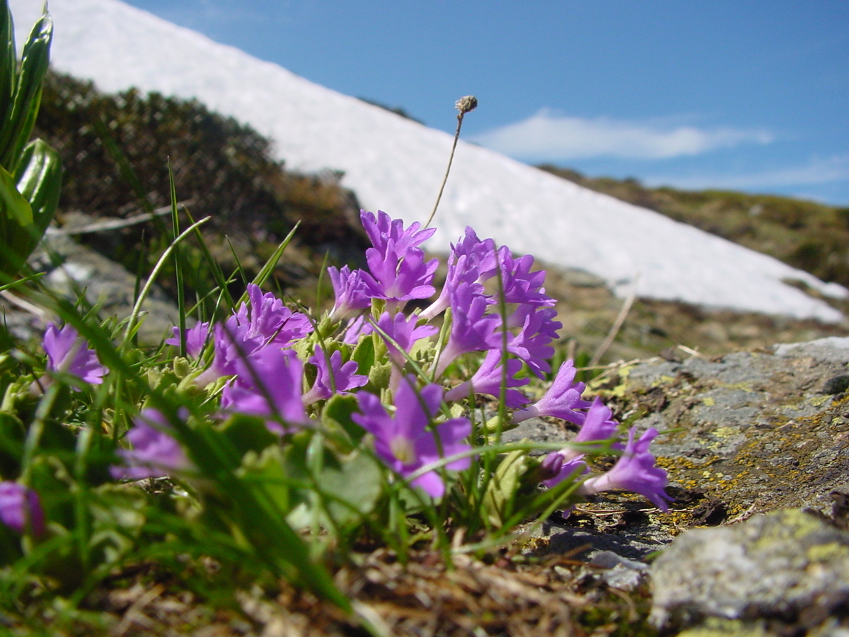 Alpines from the wild to your garden