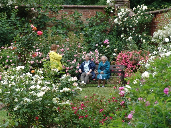 Climbing, Twining and Other Wall Shrubs
