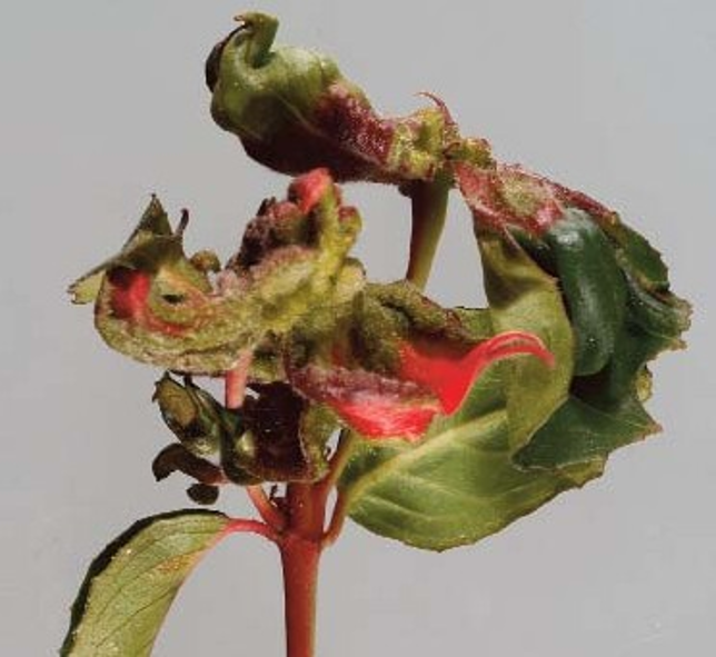 Fuchsia Gall Mite