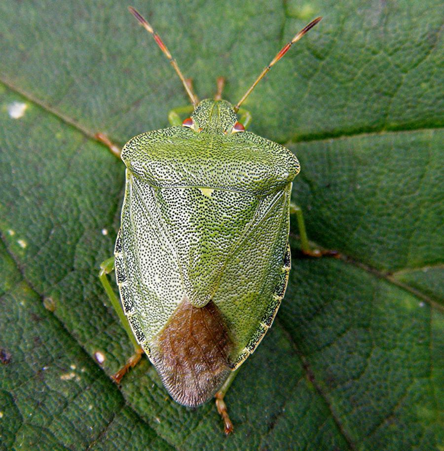 Green Common Shield Bug Palomena prasina