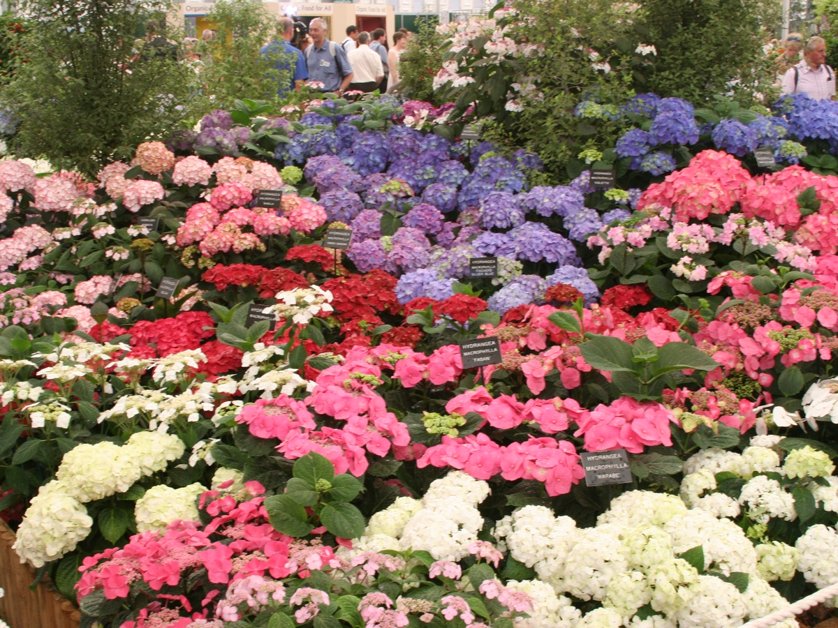 Hydrangeas from the wild to the show bench and more