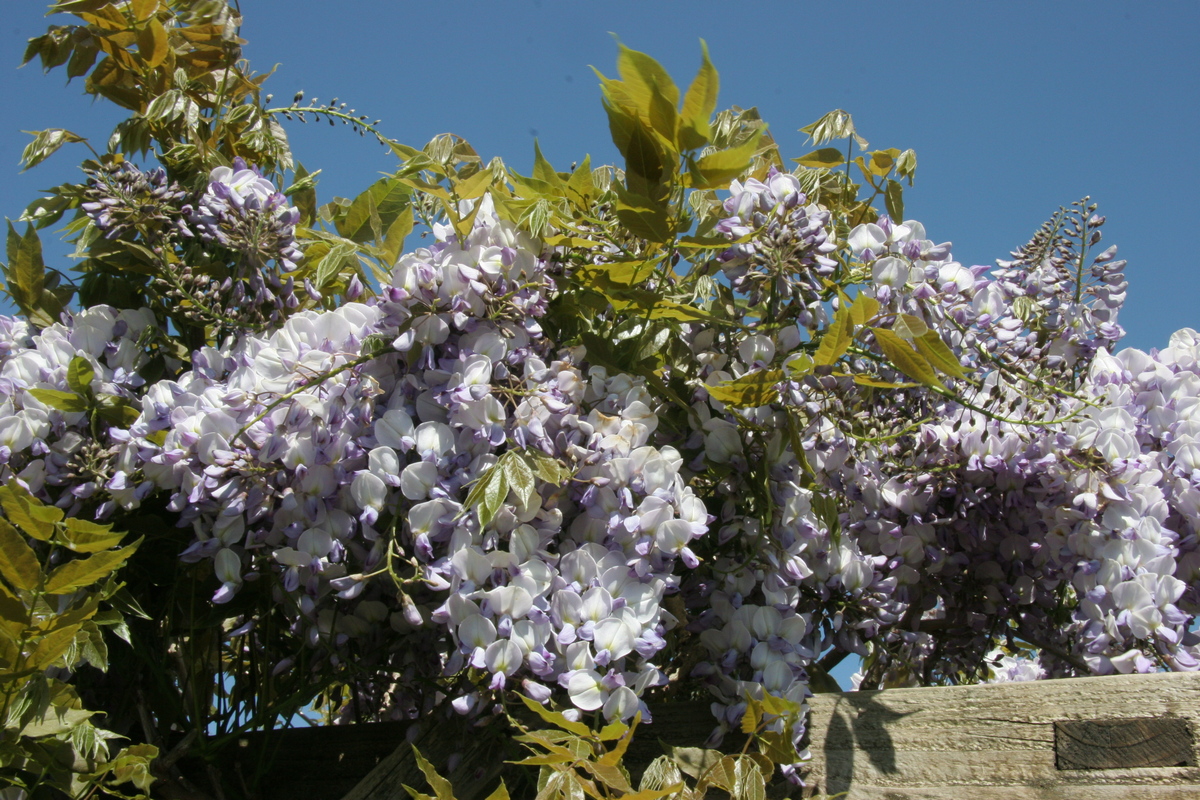 Wisterias