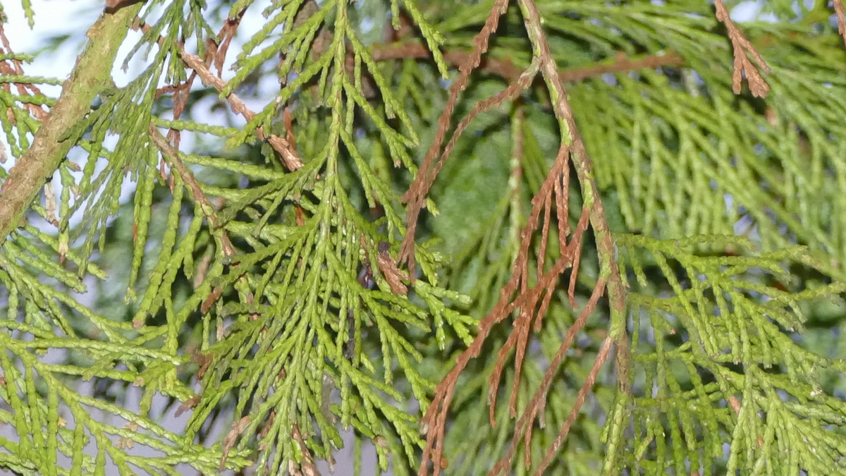 Conifer Pests, Diseases and Other Problems