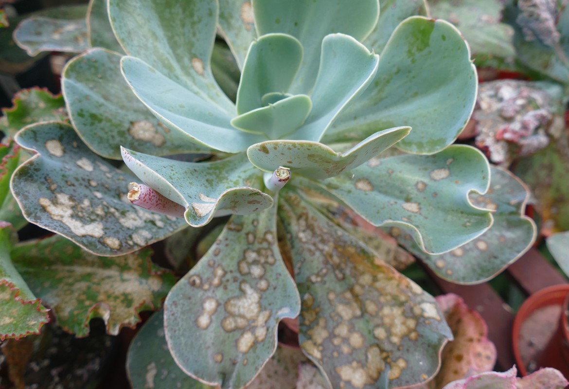 Mildew on Echeveria and Other members of Crassulaceae 