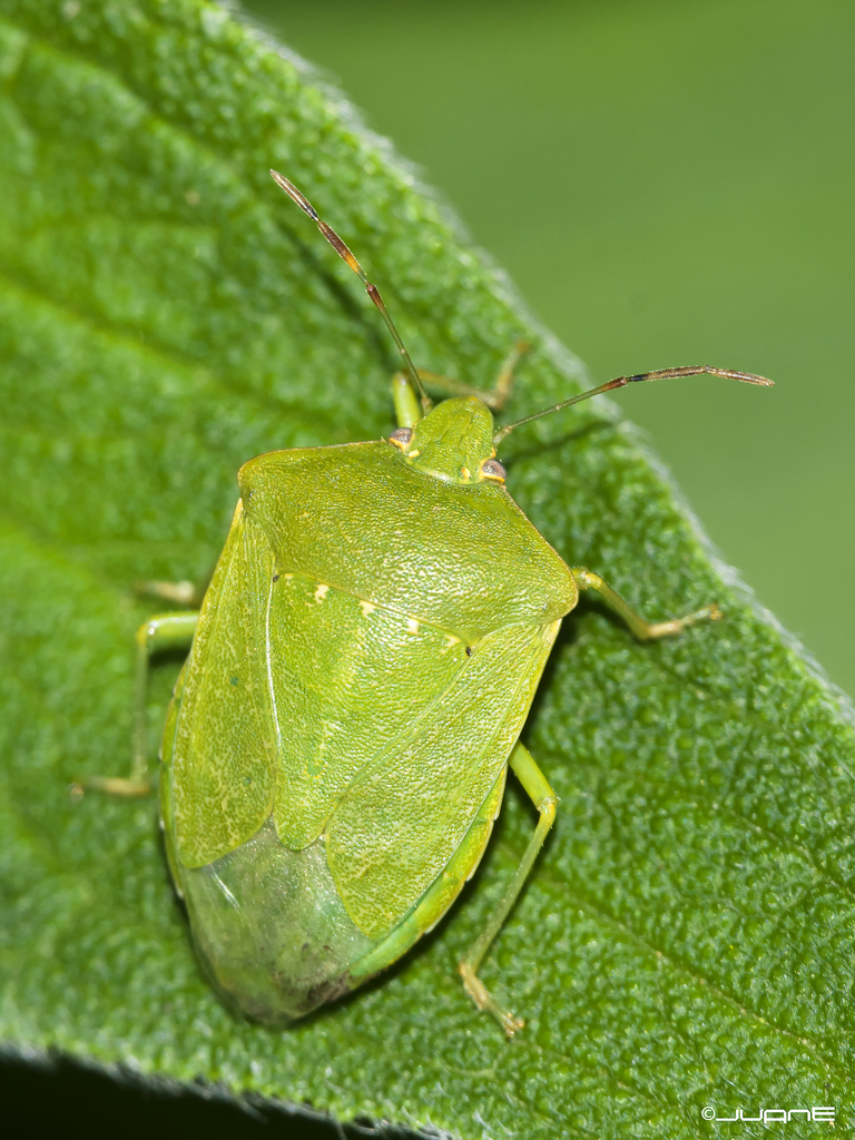 Southern Green Sheildbug