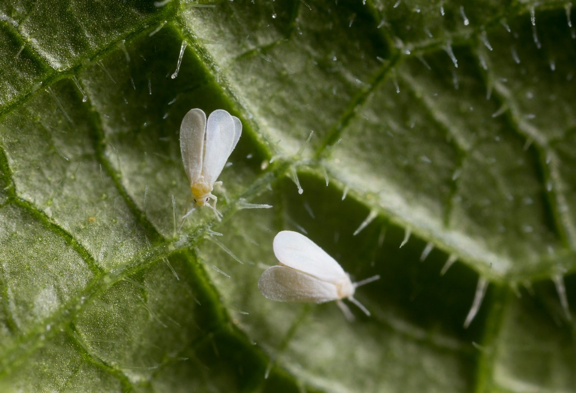 Aphids and Their Relatives