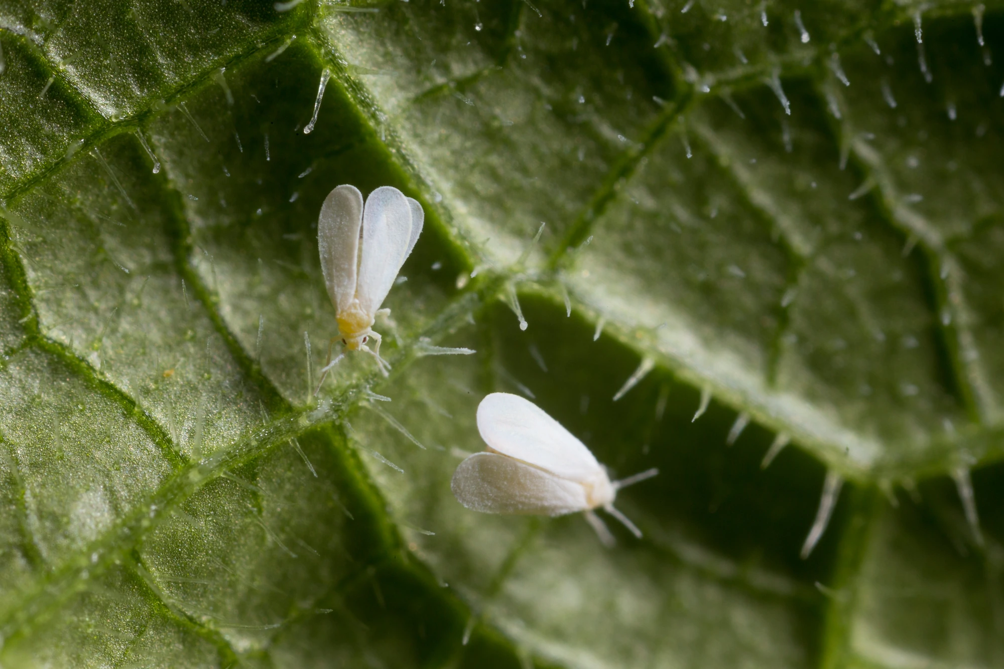 Whitefly Dragonfly