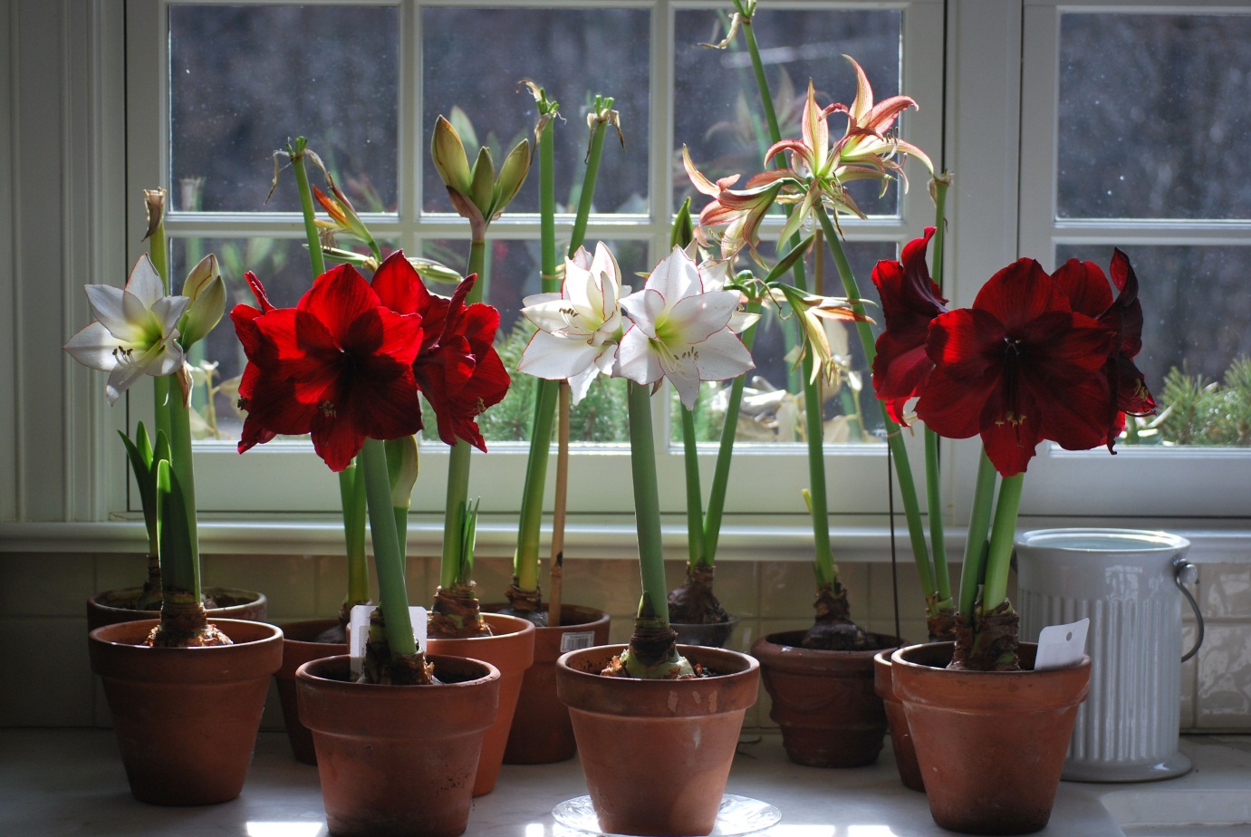 Growing Amaryllis In Your home