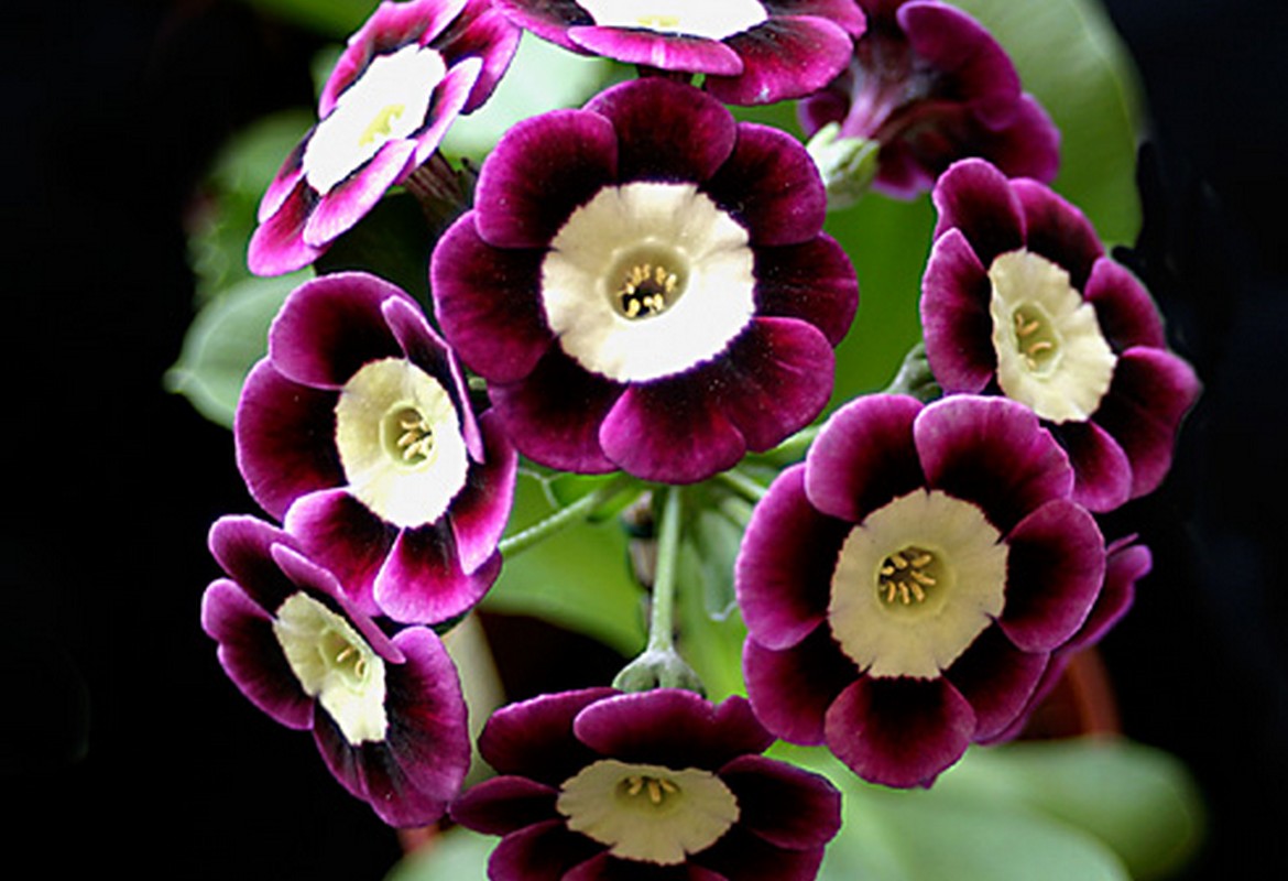 Growing Alpine and Doulbe Auriculas