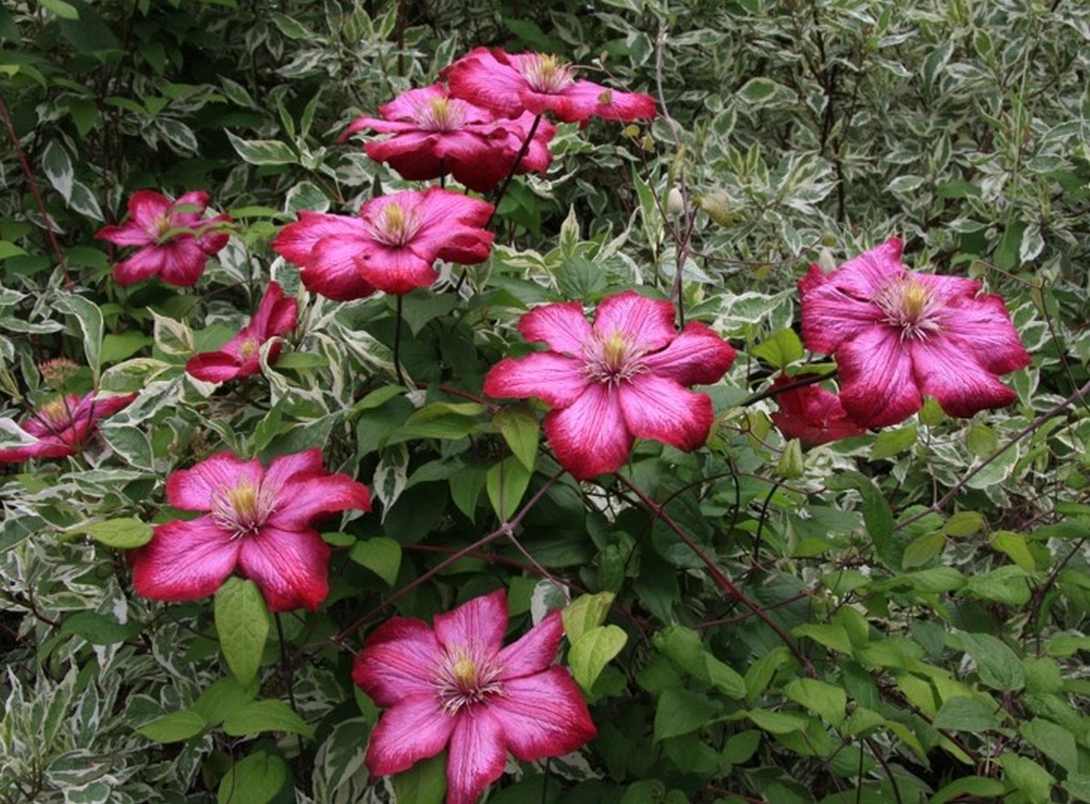 Clematis - Notes from talk