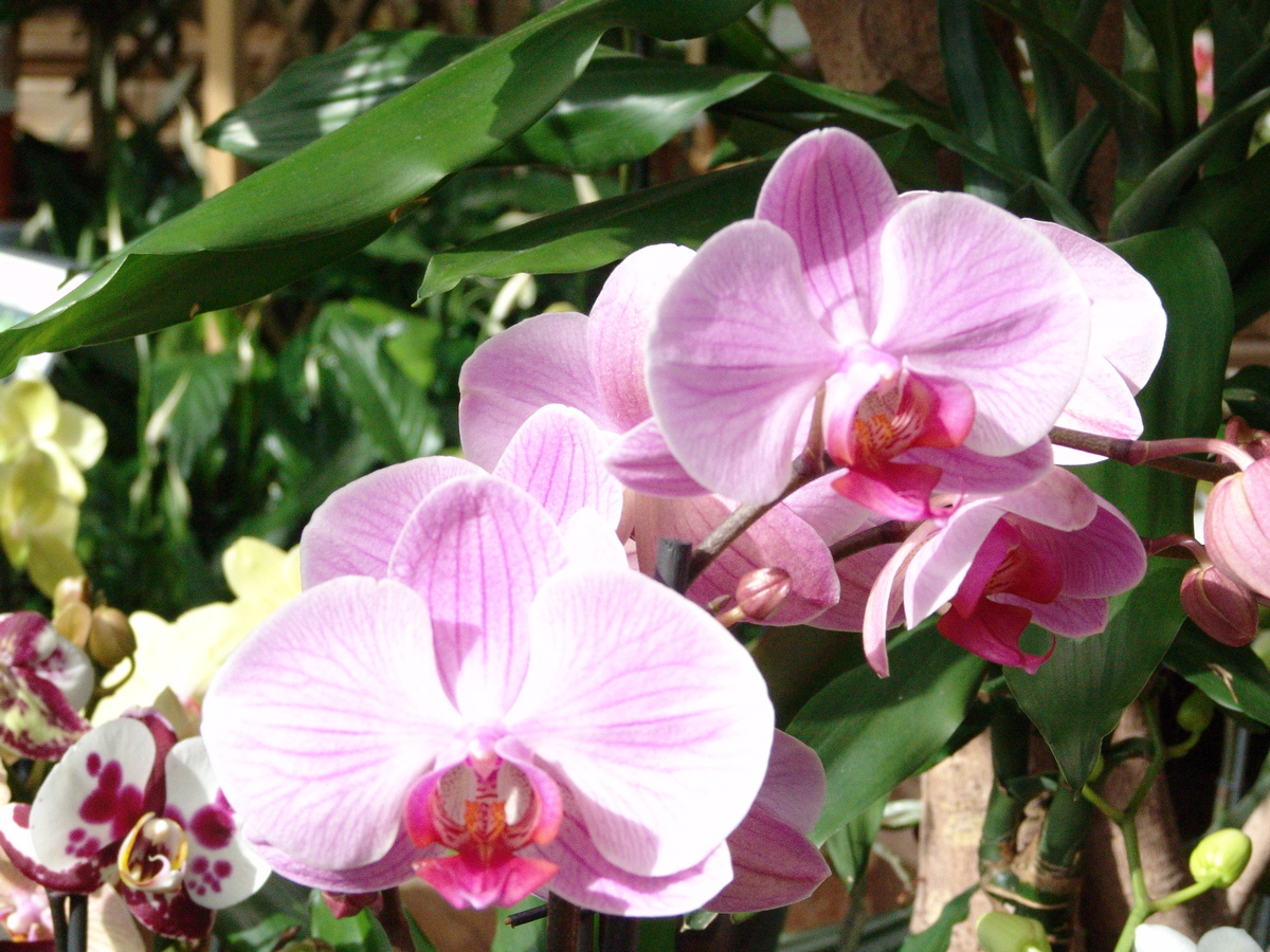 Orchids in the home