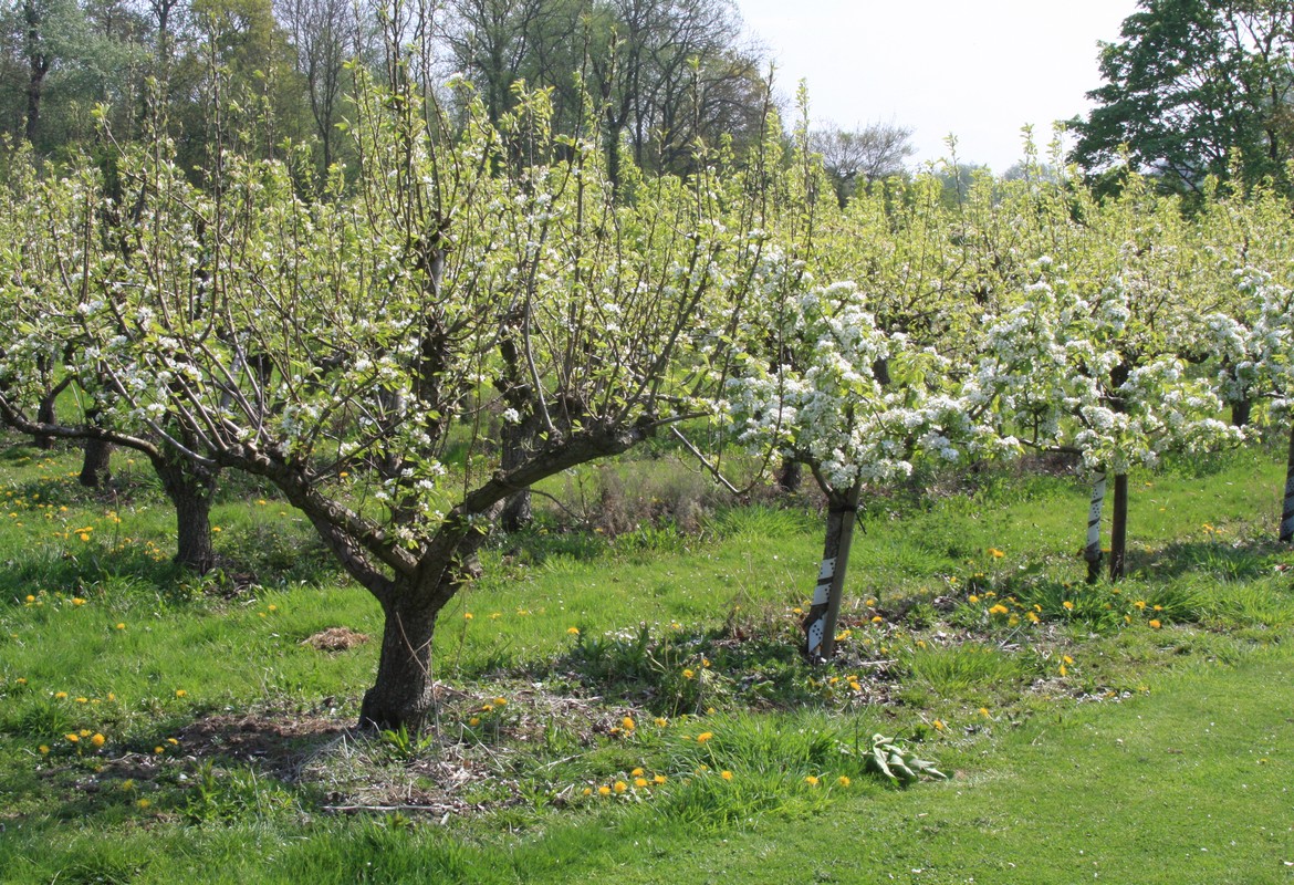 Pruning Apple Trees