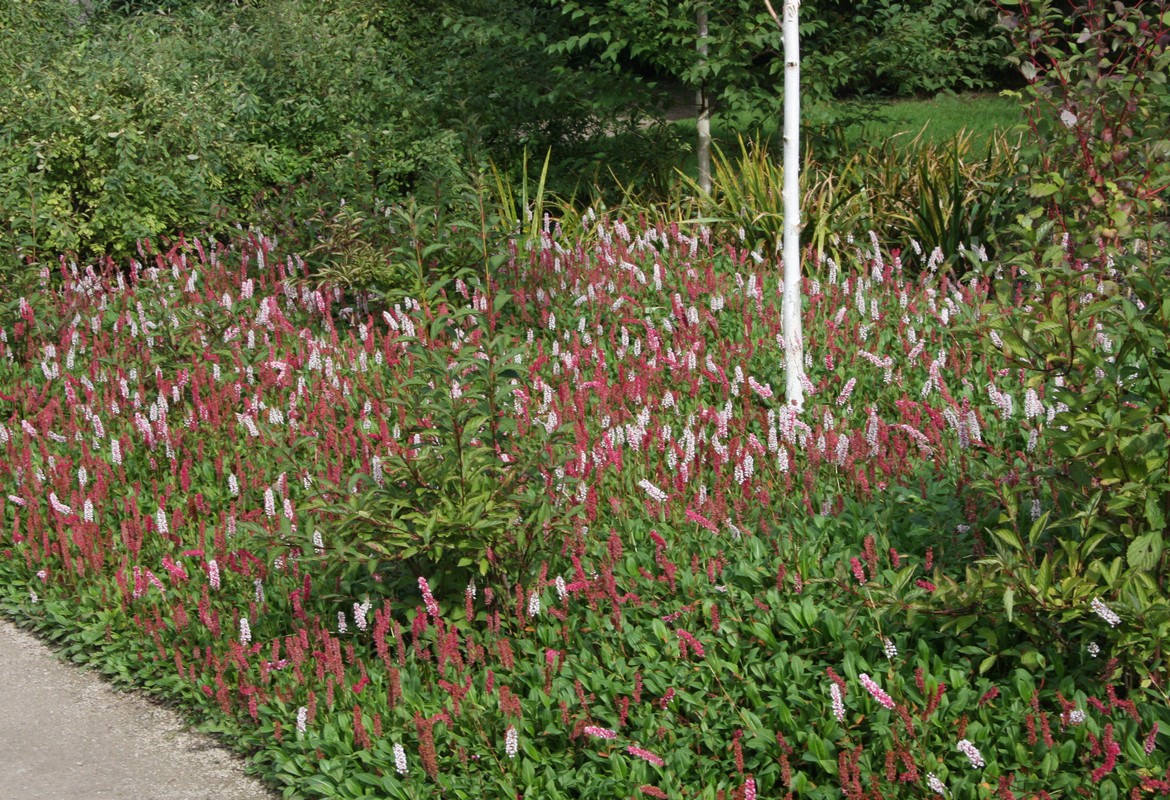 Ground Cover Gems and Horrors