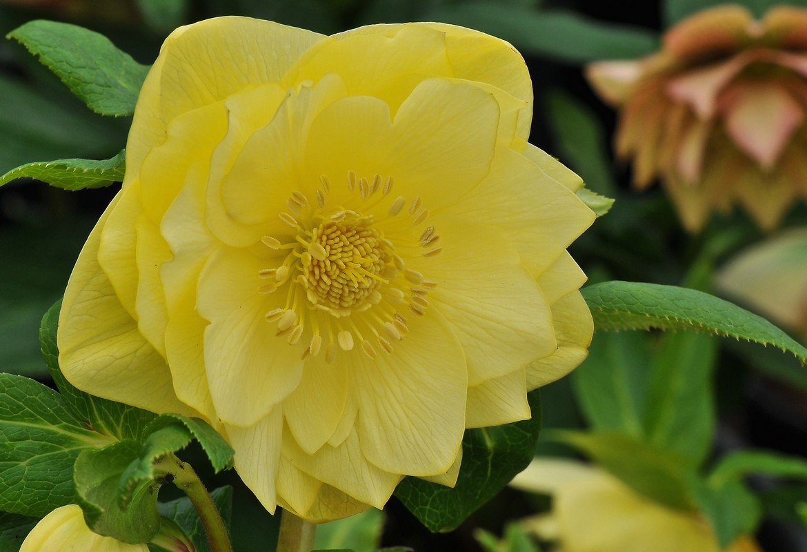 Hellebores Interspecies Hybrids and Cultivars