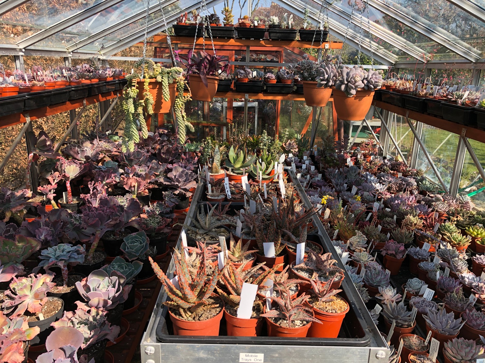 One of my five greenhouses