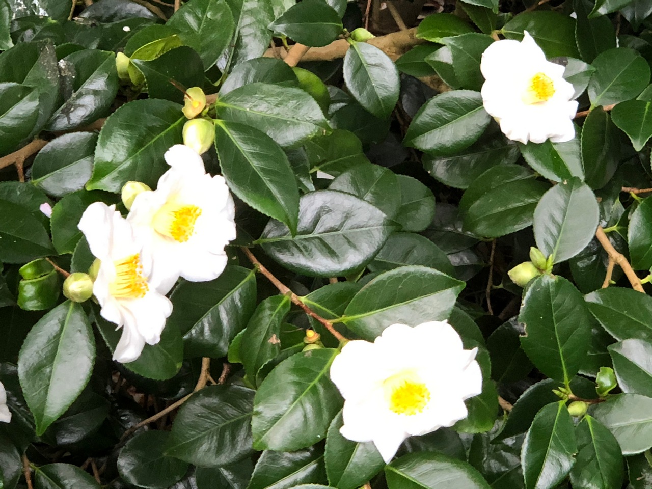 Success with Camellias