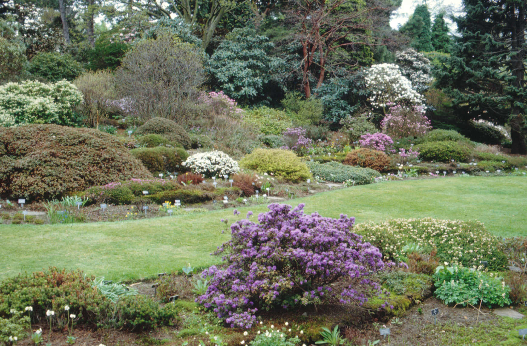 The Peat Garden and its Plants