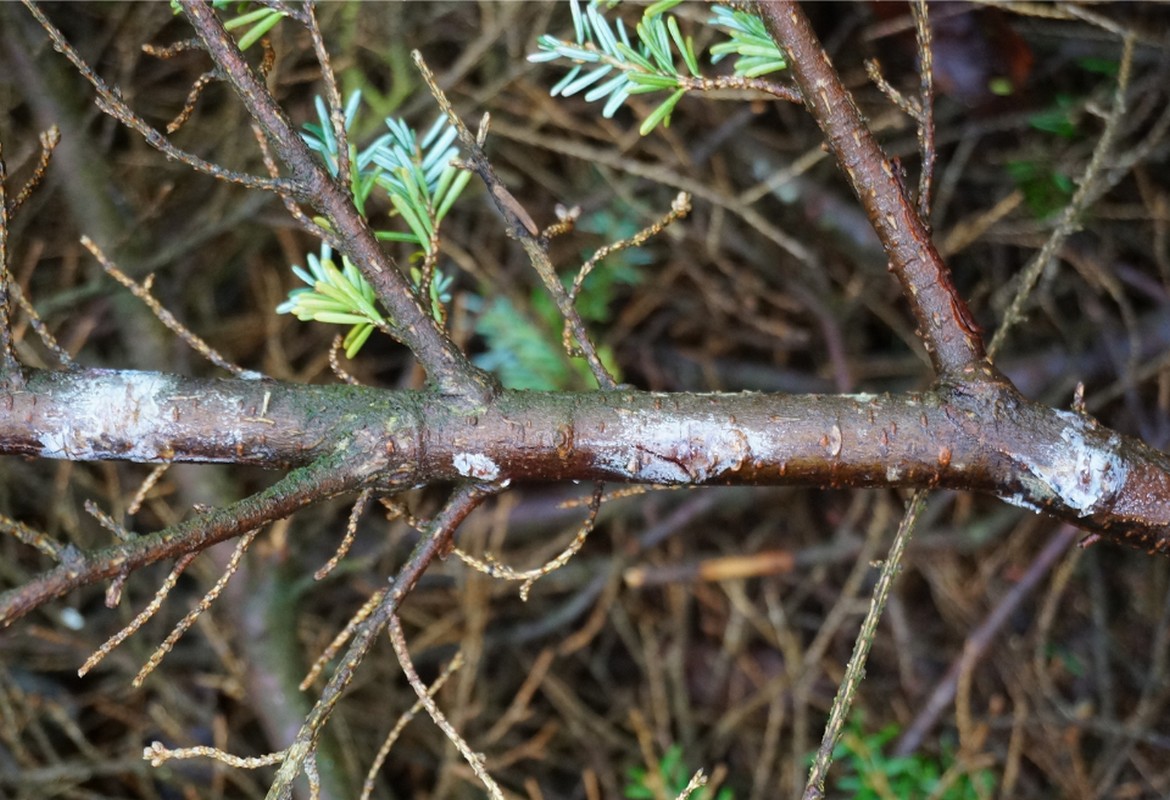 phytophthora pluvialis 2