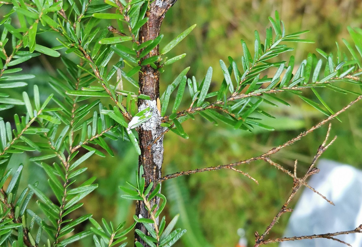 phytophthora pluvialis 3