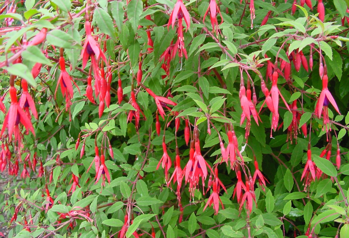 Pruning Ornametal Shrubs in your Garden