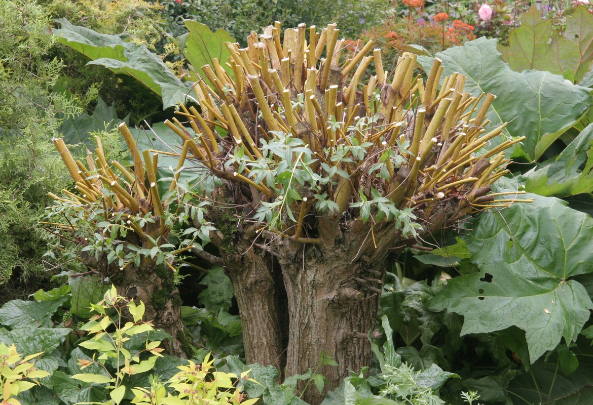 Group one pruned Salix in late Spring