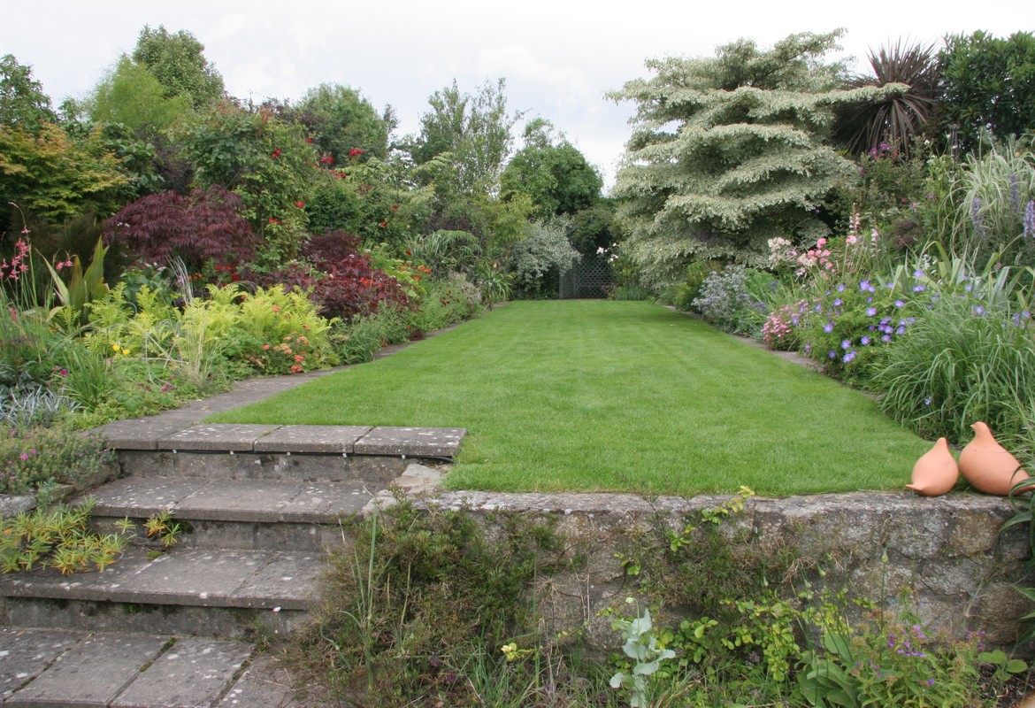 An American Cornus in a garden in Dublin