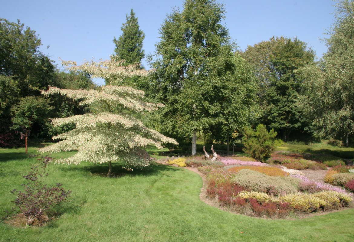 Smaller Trees For Our Gardens