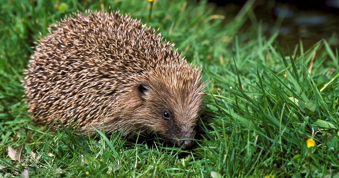 Balancing Wildlife and Gardening